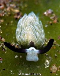 A 5mm costasiella, "shaun the sheep", slug grazing on a l... by Daniel Geary 